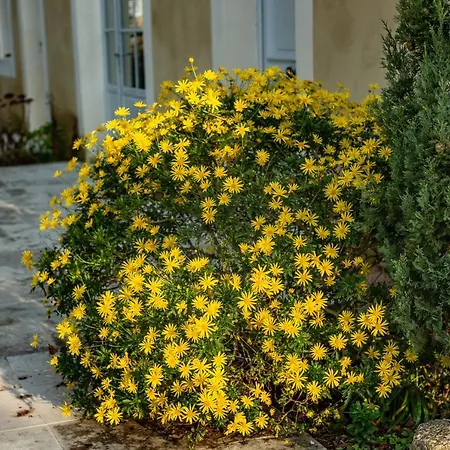 Le Castel Pierre - 7ch&7sdb Avec Clim, Piscine Xl, Salle Fitness Et Sauna Pour 18 Personnes Lagraulet-du-Gers